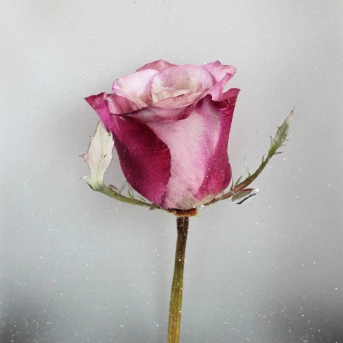 フラワーメモリアル